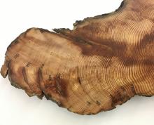 Tree rings