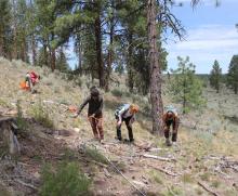 Ponderosa forest